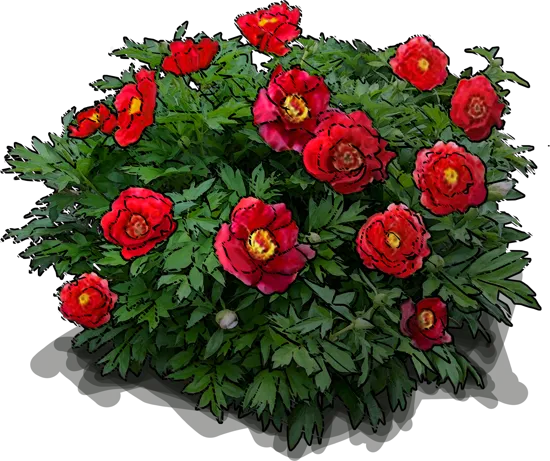 Plant - Scarlet Heaven Itoh Peony