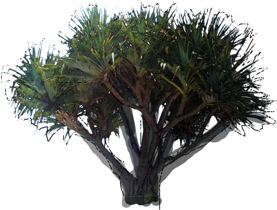 Plant - Screw Pine