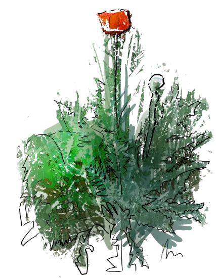 Plant - Oriental Poppy