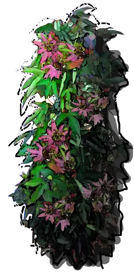 Plant - Passiflora violaceae Victoria