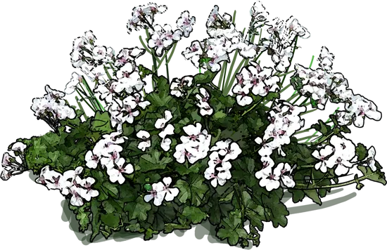 Plant - Pelargonium Peltatum Happy Face White