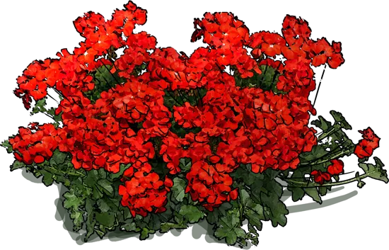Plant - Pelargonium Peltatum Happy Face Scarlet