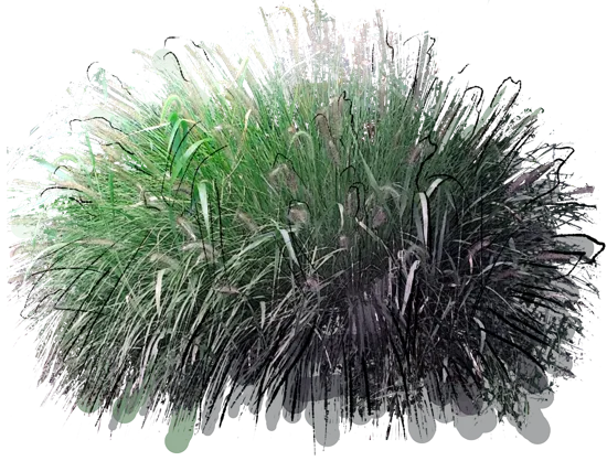 Plant - Fountain Grass