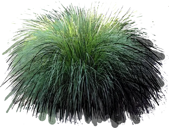 Plant - Fountain Grass