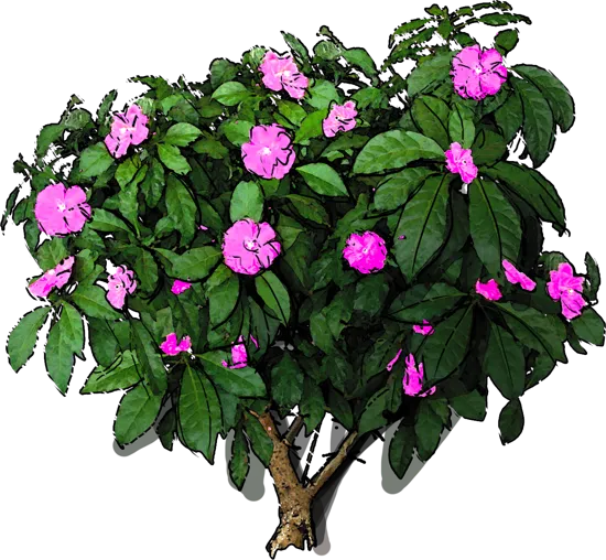 Plant - Pereskia grandifolia