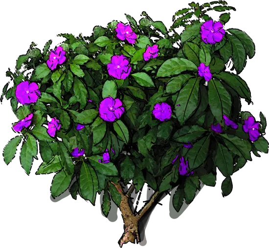 Plant - Pereskia grandifolia