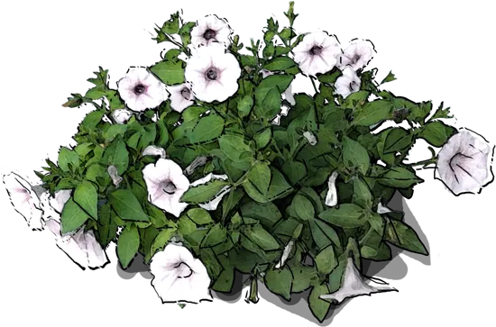 Plant - Petunia x hybrida