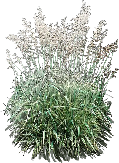 Plant - Tricolor Ribbon Grass