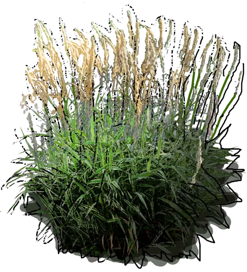 Plant - Phalaris arundinacea