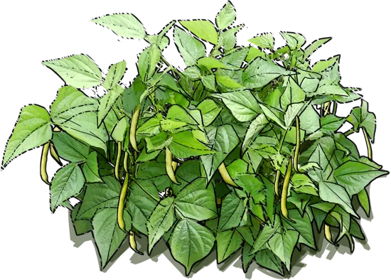 Plant - Goldstern French Bean
