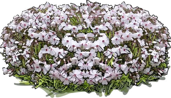 Plant - Phlox subulata Amazing Grace