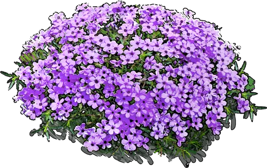 Plant - Phlox douglasii