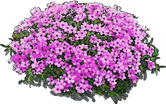 Plant - Phlox douglasii