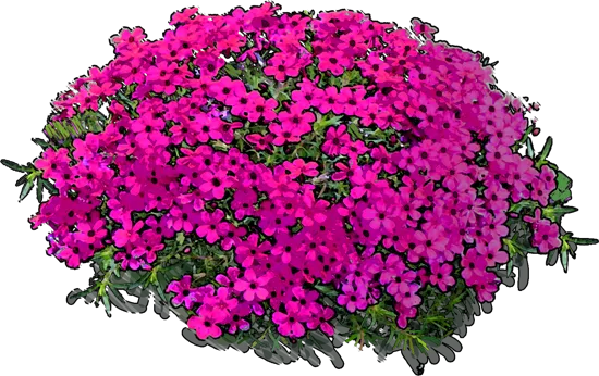 Plant - Phlox douglasii