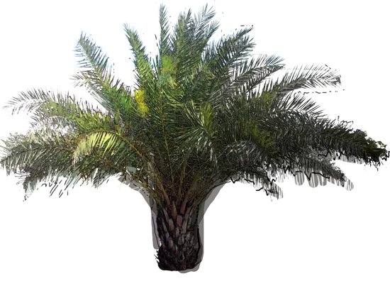 Plant - Canary Island Date Palm