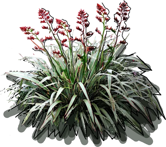 Plant - Phormium cookianum Tricolour