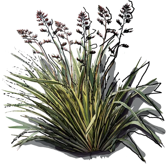 Plant - Phormium tenax