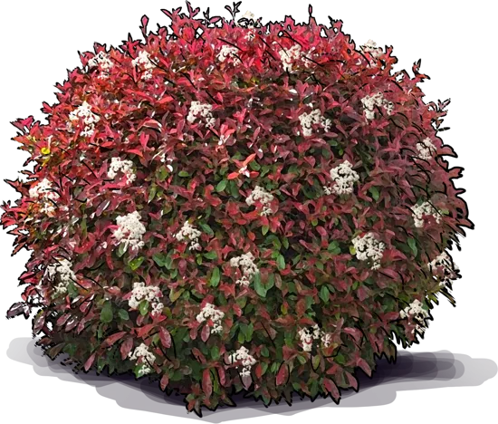 Plant - Fraser Photinia