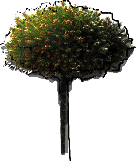 Plant - Picea abies