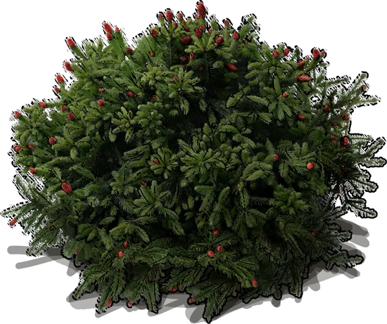 Plant - Pusch Norway spruce