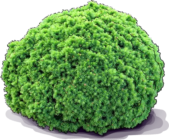 Plant - Picea glauca \u0027Alberta Globe\u0027