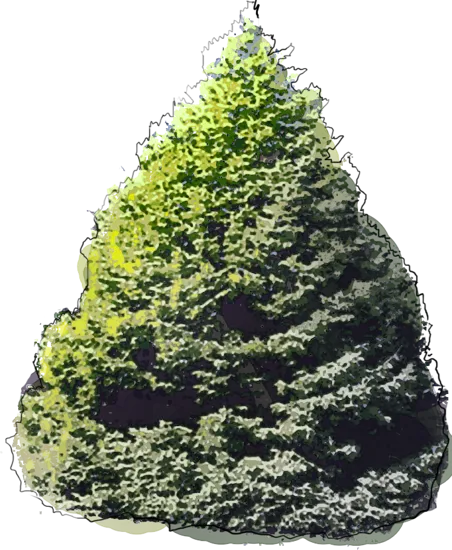 Plant - Dwarf Serbian Spruce