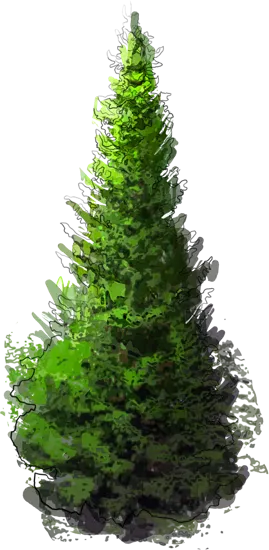 Plant - Serbian Spruce