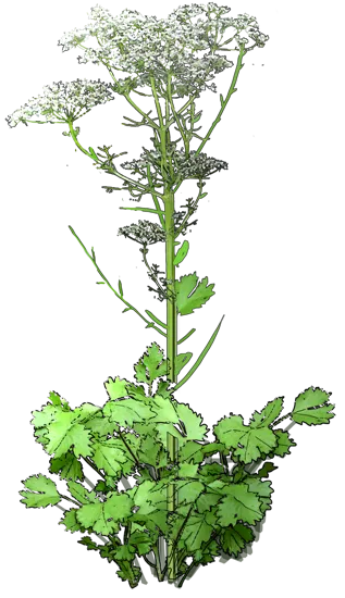 Plant - Aniseed