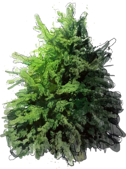 Plant - Colorado Bristlecone Pine