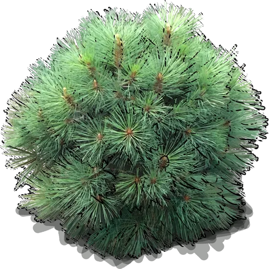 Plant - Jeffrey pine