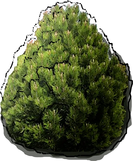 Plant - Pinus  leucodermis  Aureospicata