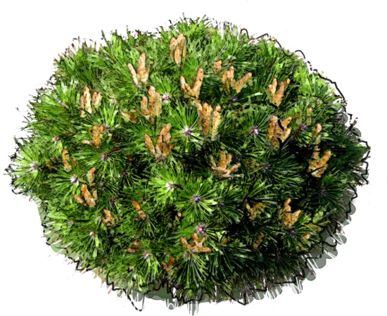 Plant - Mugo pine \u0027Benjamin\u0027