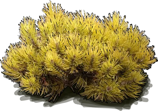 Plant - Mugo pine