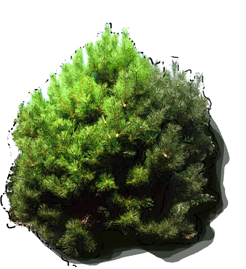 Plant - Black pine \u0027Pierrick Brégeon\u0027