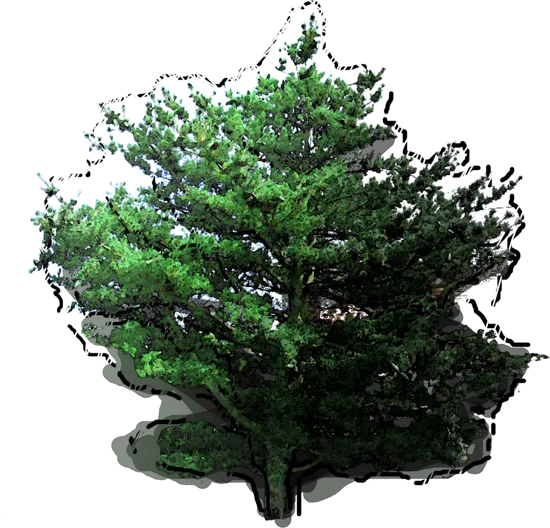 Plant - Japanese White Pine