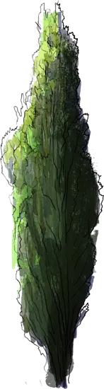 Plant - Sentinel Pine
