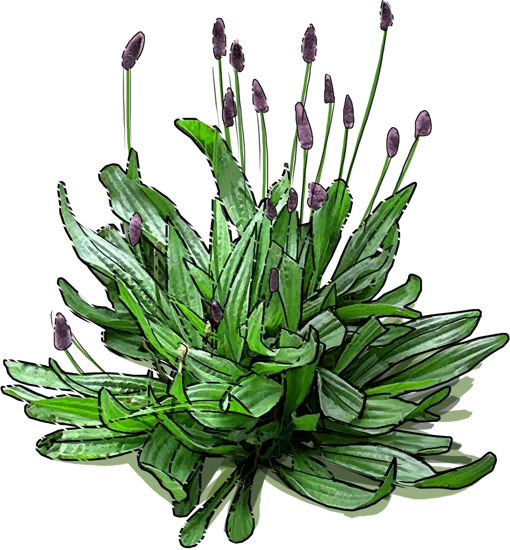 Plant - Ribwort plantain