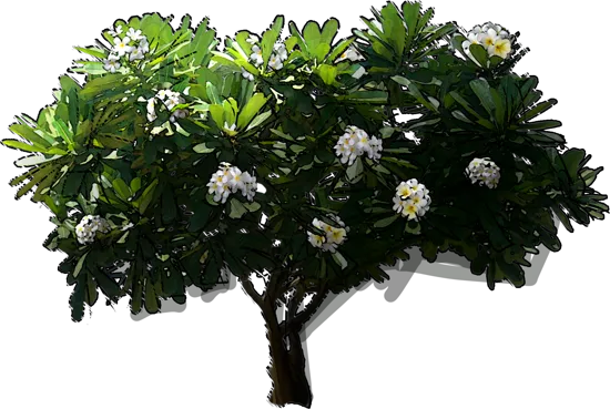 Plant - Plumeria obtusa
