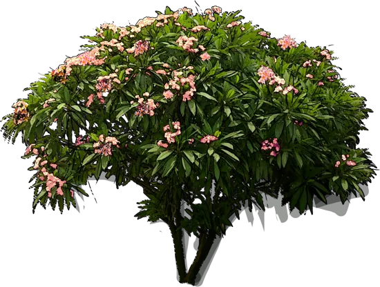 Plant - Plumeria rubra tricolor