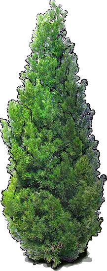 Plant - Yew plum pine