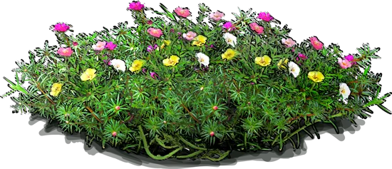Plant - Rose Moss