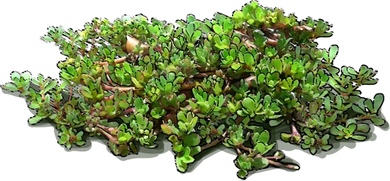 Plant - Little hogweed