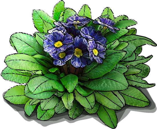 Plant - Polyanthus Primrose \u0027Zebra Blue\u0027