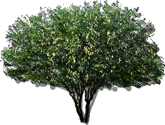 Plant - Velvet mesquite