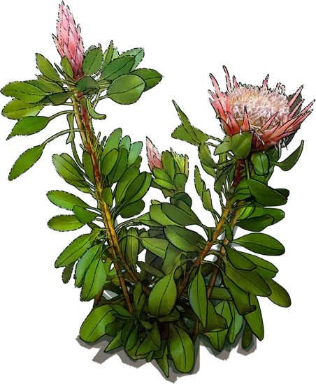 Plant - King Protea