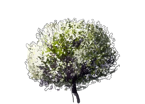 Plant - Prunus cerasus \u0027Umbraculifera\u0027