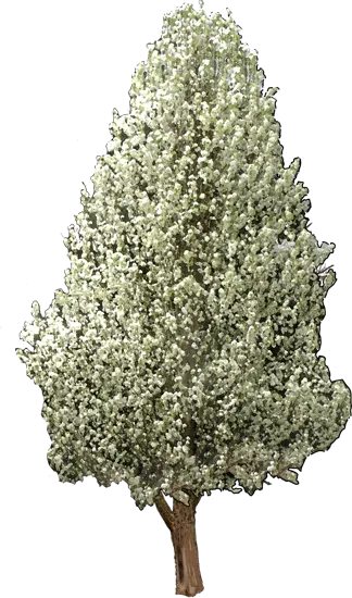 Plant - Chanticleer Flowering Pear