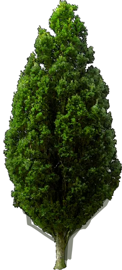 Plant - English oak