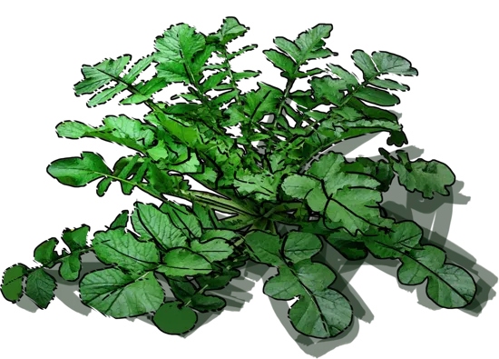 Plant - Radish