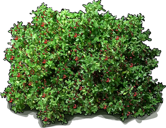 Plant - Coffeeberry